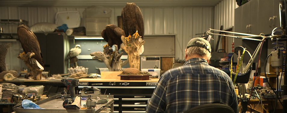mark kendall american chimera video art bald eagle taxidermy
