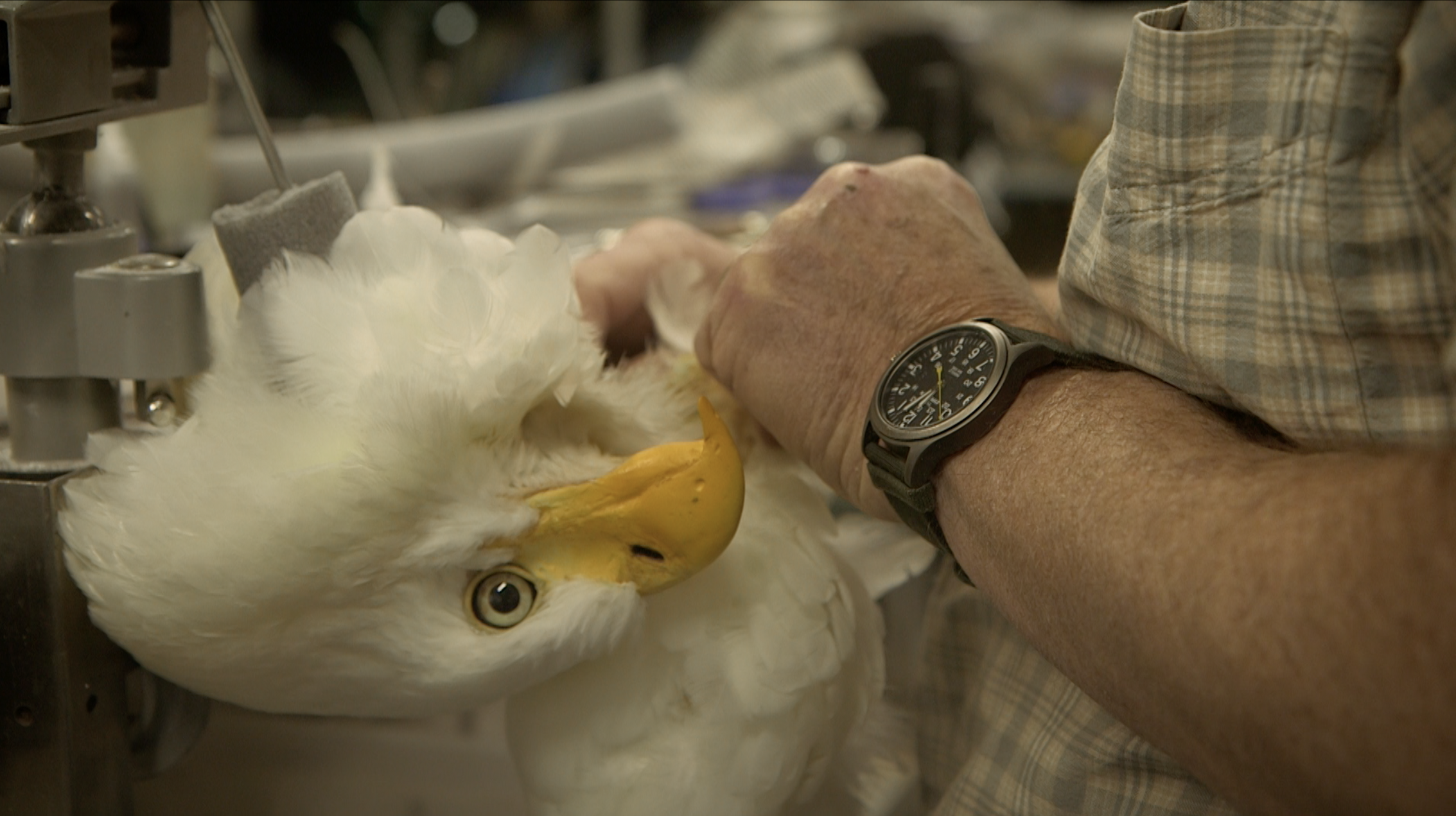 mark-kendall-american-chimera-video-art-bald-eagle-taxidermy-3