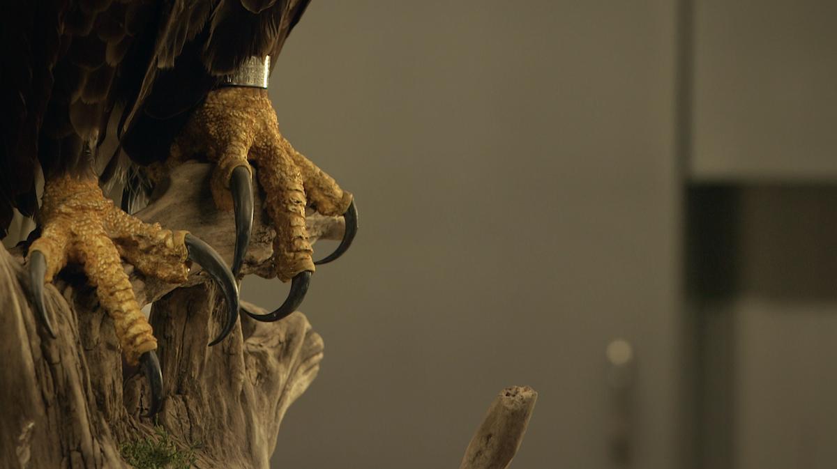 mark-kendall-american-chimera-video-art-bald-eagle-taxidermy-home-page